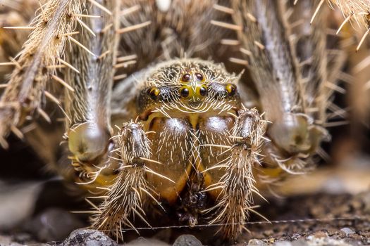 Macro photography of a spider