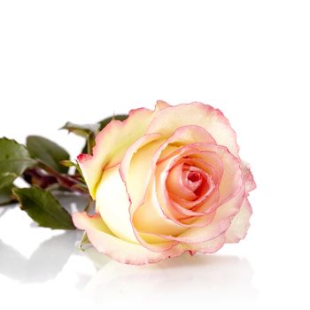Beautiful rose. Pink rose. Rose on a white background. Pink flower.