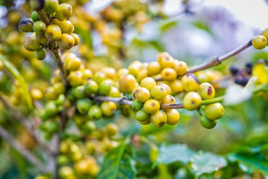 coffee beans ripening on tree in farm