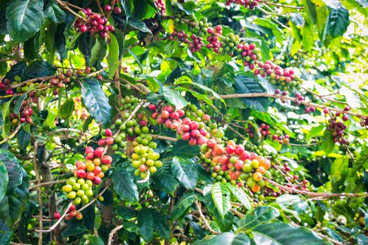 coffee beans ripening on tree in farm