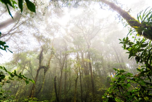 green tree rainforest in autumn season of thailand