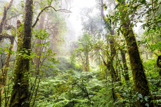 green tree rainforest in autumn season of thailand