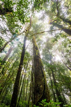 green tree rainforest in autumn season of thailand