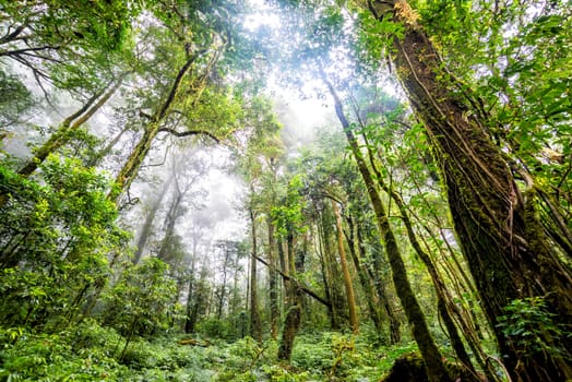 green tree rainforest in autumn season of thailand