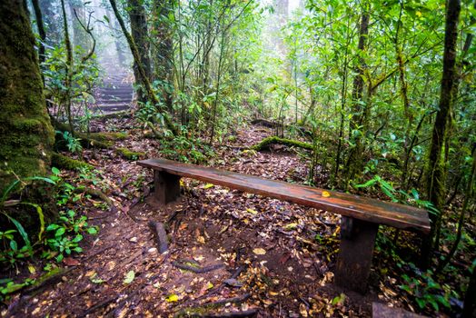 old wood chair in rainforest of thailand