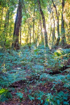 tree with sunlight in forest of inthanon national park thailand