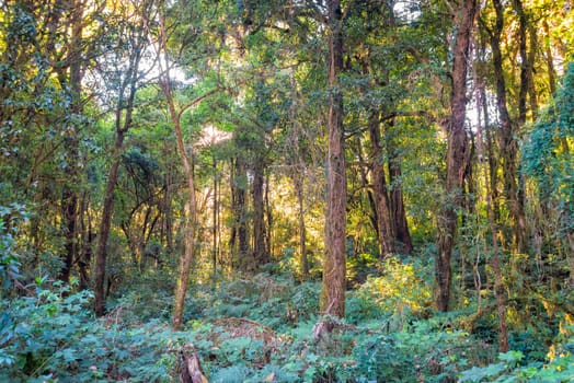 tree with sunlight in forest of inthanon national park thailand