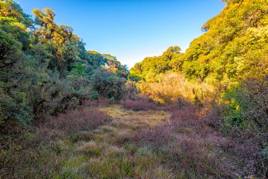 Many tree grass field with blue sky sunlight in forest of inthanon national park thailand