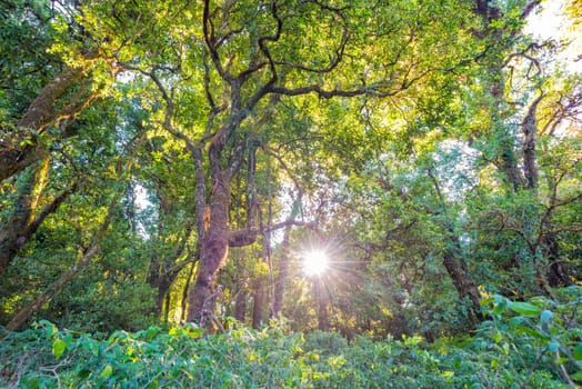 tree with sunlight in forest of inthanon national park thailand