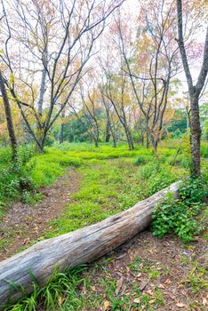 dirt footpath way to forest with log and green tree in grass field