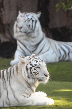 Rare Black and White Striped Adult Tiger