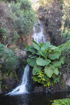 Small Waterfall on the Rocks Between Green Plants