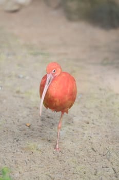 Rare Pink Parrot Bird with very Long Beak