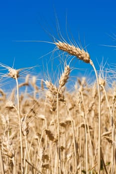 Beautiful golden wheat field under blue sky