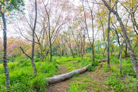 dirt footpath way to forest with log and green tree in grass field