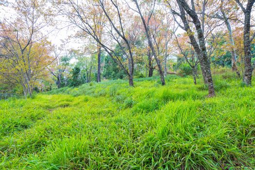 green grass field with tree in forest