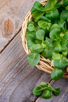 Fresh Picked Corn Salad on Edge of Wicker Basket closeup on Rustic Wooden background