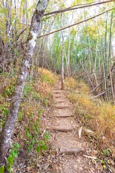 dirty pathway in bamboo forest of thailand