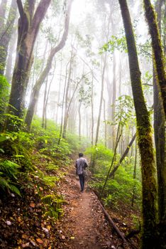 man walking on pathway in rainforest of thailand