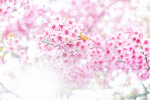 Prunus cerasoides pink flower sakura of thailand with sunlight and blur background