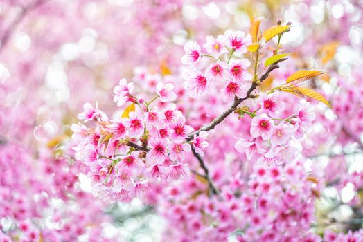 Prunus cerasoides pink flower sakura of thailand with sunlight and blur background