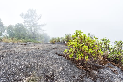 plant and moss growing on stone with misty early