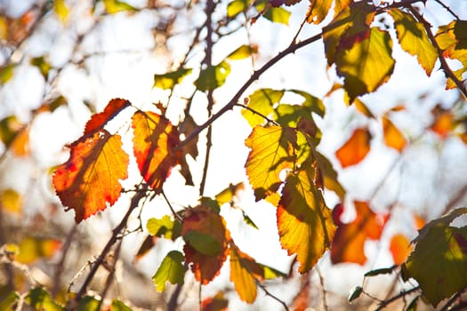 Leaves background colored forest in autumn