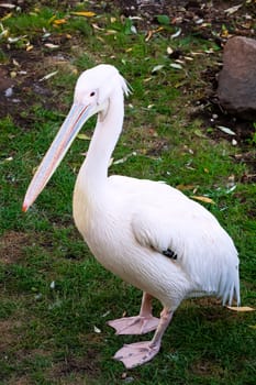 Beautiufl close-up photo of cute white pelican