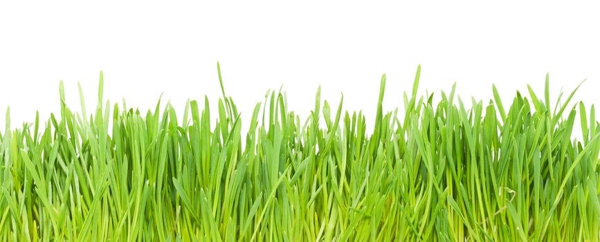 Fresh green grass isolated on white background