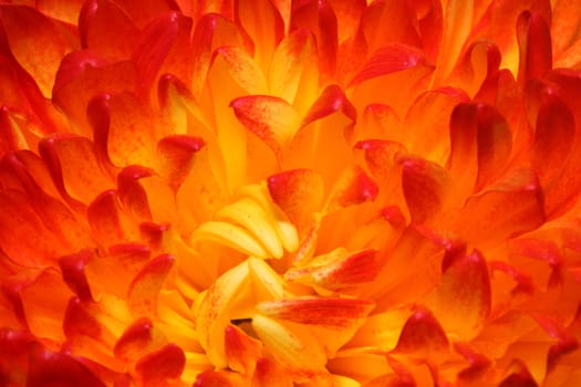 red chrysanthemum