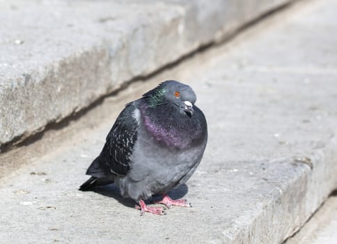 Cesar dove sitting on stairs