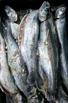 Raw trout fish ready for the grill