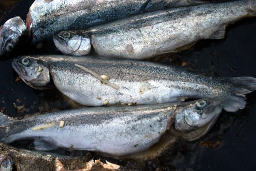 Raw trout fish ready for the grill