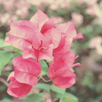 Bush of Bougainvillea flowers with retro filter effect