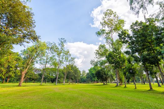 landscape of trees and grass field with sky and cloud