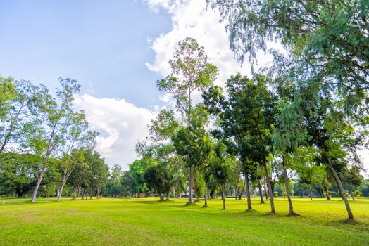 landscape of trees and grass field with sky and cloud