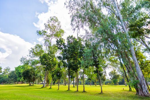 landscape of trees and grass field with sky and cloud