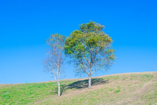 tree on hill and grass field with blue sky in background