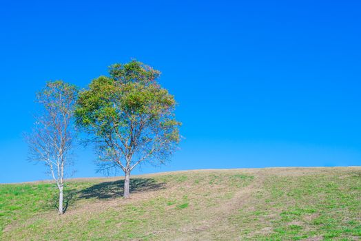 tree on hill and grass field with blue sky in background