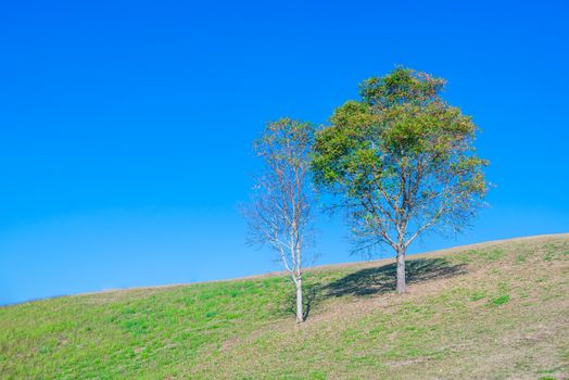 tree on hill and grass field with blue sky in background