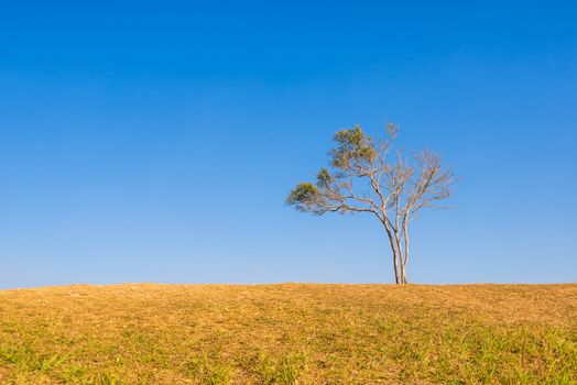 tree on hill and grass field with blue sky in background