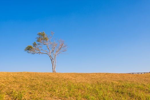 tree on hill and grass field with blue sky in background