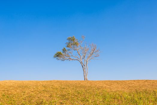 tree on hill and grass field with blue sky in background