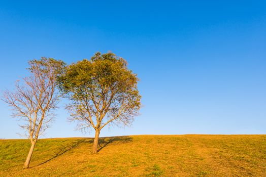 tree on hill and grass field with blue sky in background