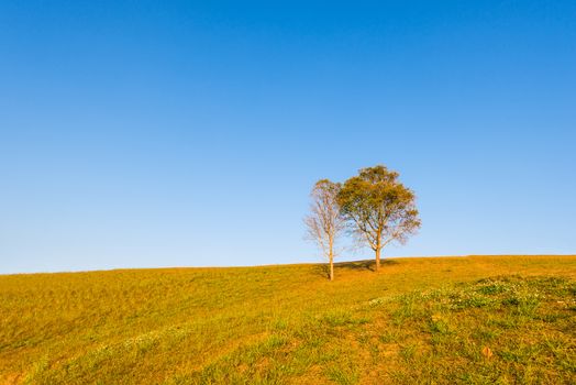 tree on hill and grass field with blue sky in background