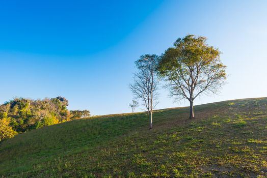 tree on hill and grass field with blue sky in background