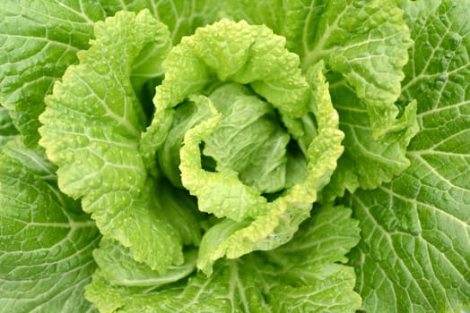 Closeup view of Chinese cabbage