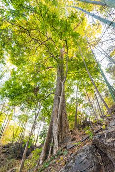 high green tree nature in forest sunlight in background