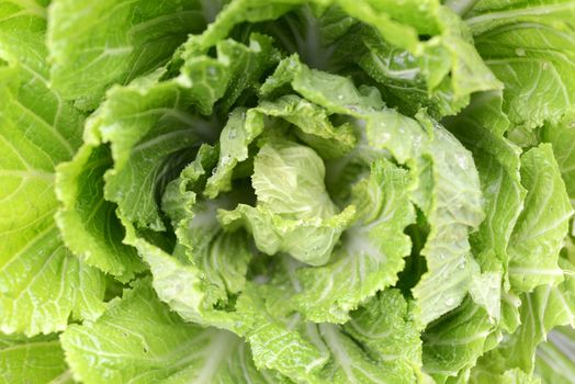 Closeup view of Chinese cabbage