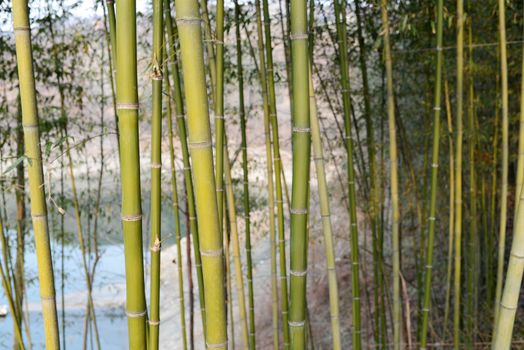 Landscape of bamboo forest in China